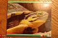 Het Schildpaddenboekje - 1 - Thumbnail