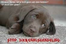 Attentie: Let op waar je je puppie, puppy, pup hond koopt!