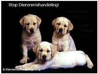 Attentie: Let op waar je je puppie, puppy, pup hond koopt! - 2