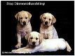 Attentie: Let op waar je je puppie, puppy, pup hond koopt! - 2 - Thumbnail