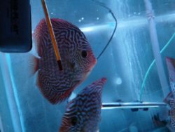 discus red striped turqouise en red striped snake discus