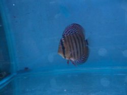 discus téfé snake en curipera discus