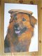 kaart thema dieren; een hond met een hoed/ pet op zijn kop adv 1 - 1 - Thumbnail