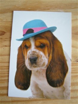 kaart thema dieren; een hond met een hoed/ pet op zijn kop adv 2 - 1