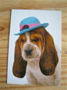kaart thema dieren; een hond met een hoed/ pet op zijn kop adv 2