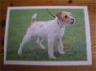 kaart thema honden; De Parson Jack Russel Terrier - 1 - Thumbnail