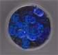 Pailletten schijfjes blauw Glitter 6mm 3 gram - 1 - Thumbnail