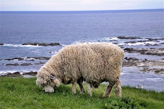 vloerbedekking Wool Classics zuiver wol op 400-500 cm breed - 8
