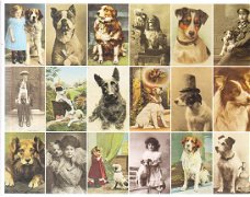 boek Postcard dogs by Libby Hall