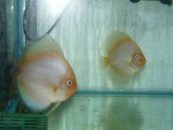 koppel white diamond discus