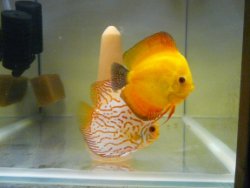 koppel checkerboard pigeon en red melon discus