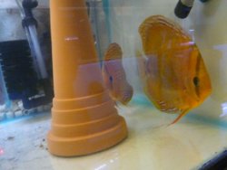 koppel red curipera spotted en san merah discus