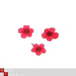 licht rose Droog bloemen dried flower gel acryl nail art - 1