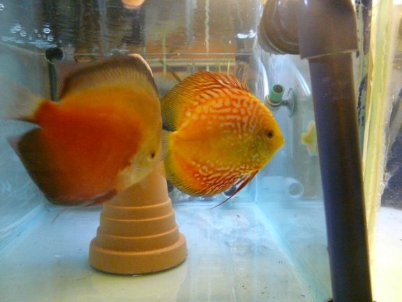 bewezen red valentine/electric dream discuskoppel - Afbeelding 3