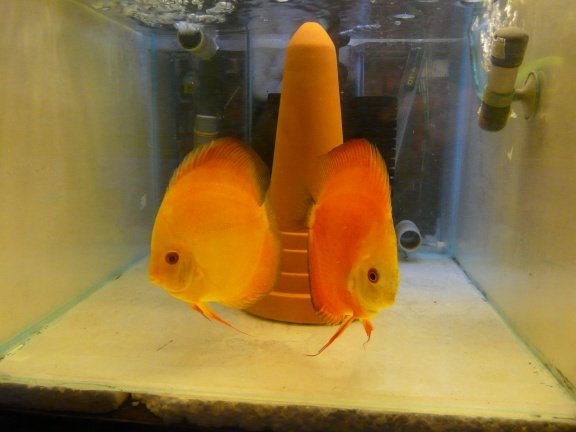 bewezen yellow diamond/super red melon discuskoppel - nr. 1