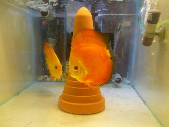 bewezen yellow diamond/super red melon discuskoppel - Afbeelding 2