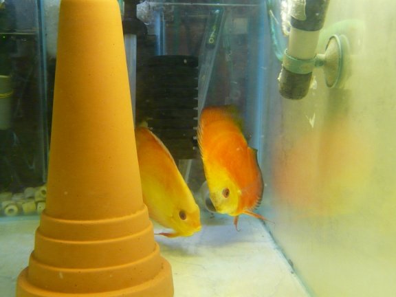 bewezen yellow diamond/super red melon discuskoppel - Afbeelding 3
