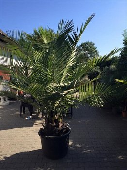 Palmboom Jubaea 45cm stamdiameter - 1