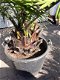 Palmboom Jubaea 45cm stamdiameter - 3 - Thumbnail