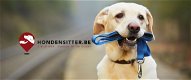Hondenoppas - Hondensitter - Hondenopvang gezocht? - 2 - Thumbnail