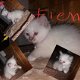 Heilige birmaan kitten (meisje) - 1 - Thumbnail
