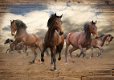 Wilde paarden fotobehang XL Paarden behang *Muurdeco4kids - 1 - Thumbnail