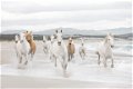 Wilde paarden fotobehang XL Paarden behang *Muurdeco4kids - 5 - Thumbnail