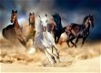 Wilde paarden fotobehang XL Paarden behang *Muurdeco4kids - 7 - Thumbnail