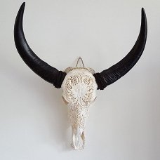 Gegraveerde buffelschedel, Buffel schedel bewerkt gegraveerd
