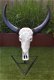Gegraveerde buffelschedel, Buffel schedel bewerkt gegraveerd - 3 - Thumbnail