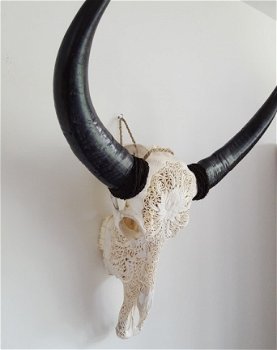 Gegraveerde buffelschedel, Buffel schedel bewerkt gegraveerd - 4