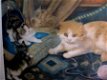 Moederpoes met spelende kittens - ges. J. Verplak - 2 - Thumbnail