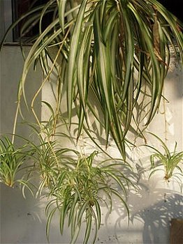 Te koop Graslelie Chlorophytum Comosum hangplanten en stekken gratis advies Groenblijvend - 1