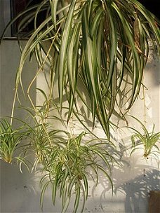 Te koop Graslelie Chlorophytum Comosum hangplanten en stekken gratis advies Groenblijvend