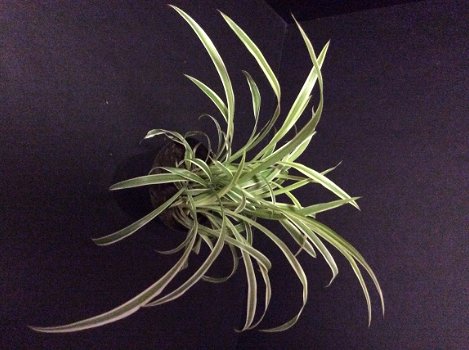 Te koop Graslelie Chlorophytum Comosum hangplanten en stekken gratis advies Groenblijvend - 4