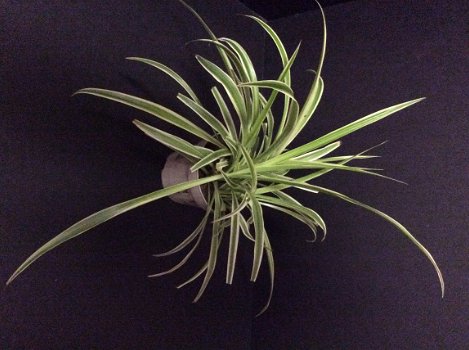 Te koop Graslelie Chlorophytum Comosum hangplanten en stekken gratis advies Groenblijvend - 6