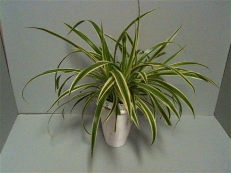 Te koop Graslelie Chlorophytum Comosum hangplanten en stekken gratis advies Groenblijvend - 7