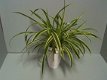 Te koop Graslelie Chlorophytum Comosum hangplanten en stekken gratis advies Groenblijvend - 7 - Thumbnail