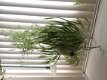 Te koop Graslelie Chlorophytum Comosum hangplanten en stekken gratis advies Groenblijvend - 8 - Thumbnail