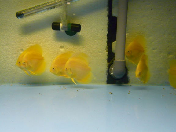 discus albino yellow crystal/albino pearl diamond - nr. 1
