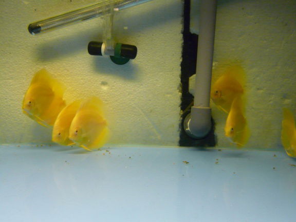 discus albino yellow crystal/albino pearl diamond - Afbeelding 2