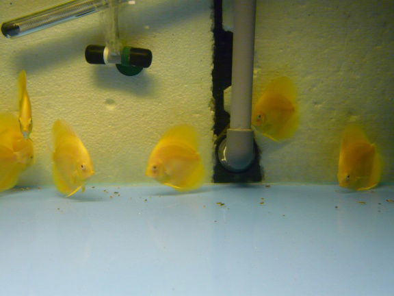 discus albino yellow crystal/albino pearl diamond - Afbeelding 3