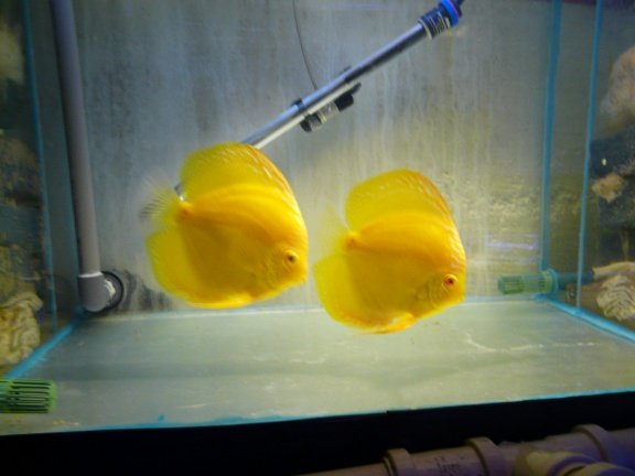 discus albino yellow crystal - nr. 1