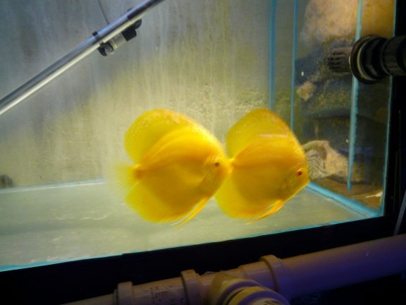 discus albino yellow crystal - Afbeelding 2