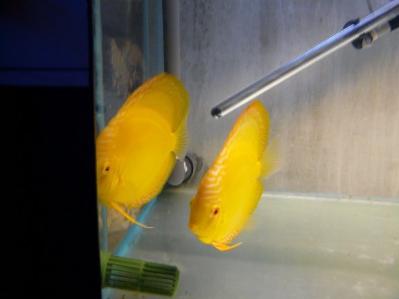 discus albino yellow crystal - Afbeelding 3