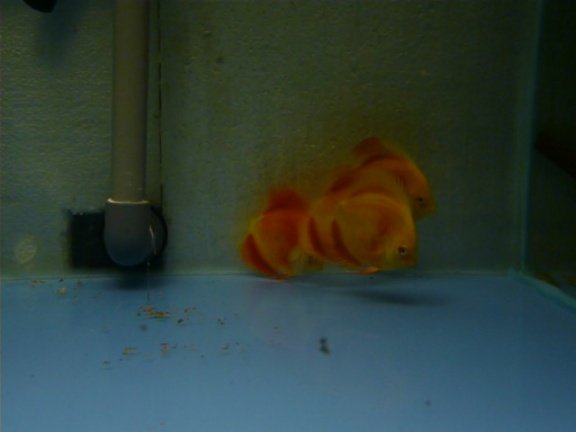 discus albino red cover - Afbeelding 2
