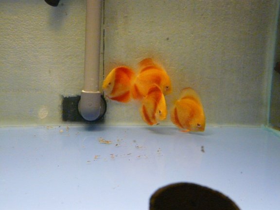 discus albino red cover - Afbeelding 3