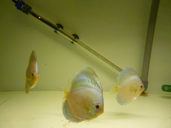 discus bleu diamond - nr. 1