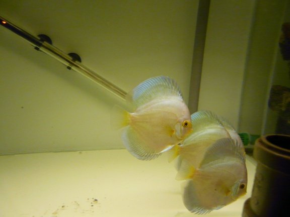 discus bleu diamond - Afbeelding 2