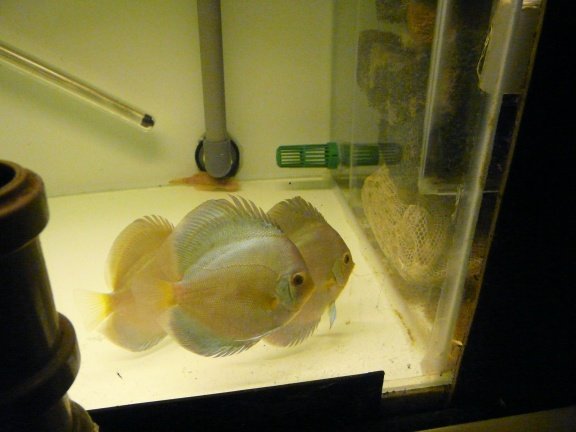 discus bleu diamond - Afbeelding 3
